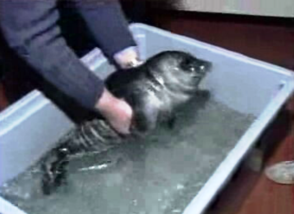 Resgate de foca bebé
