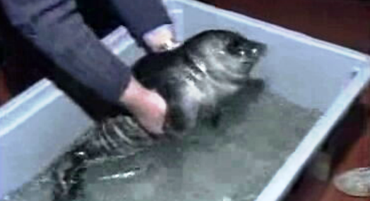 Resgate de foca bebé
