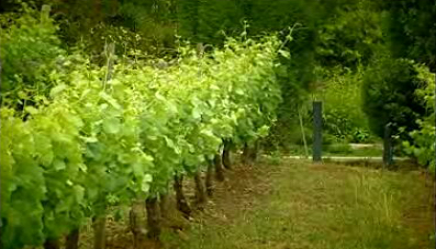 Vinhos Boa Parte e Quinta do Monte Travesso