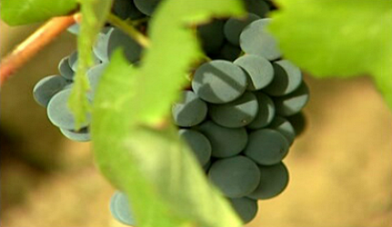 Fundação Eugénio de Almeida e Herdade do Mouchão