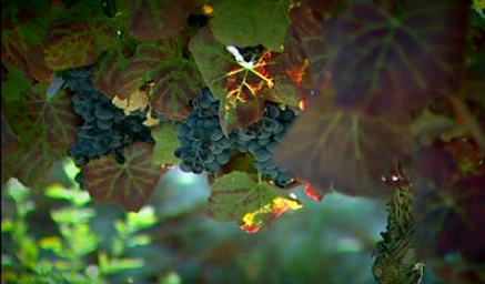 Península de Setúbal e Região do Dão