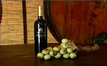 Companhia das Lezírias