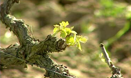 A Crítica Internacional aos Vinhos Portugueses