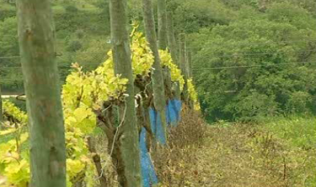 Quinta de Chocapalha e Sociedade Agrícola da Labrugeira