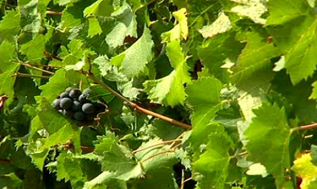 Altas Quintas e Tapada dos Chaves