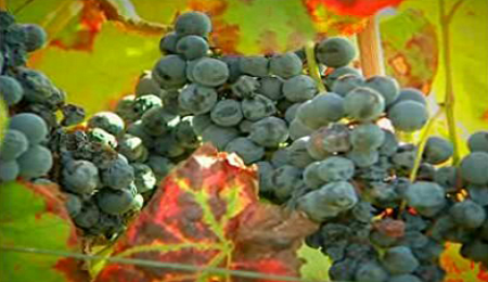 Região de Arcos de Valdevez