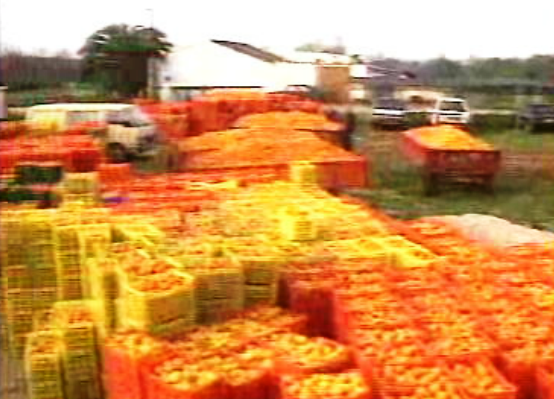 Toneladas de laranjas para o lixo