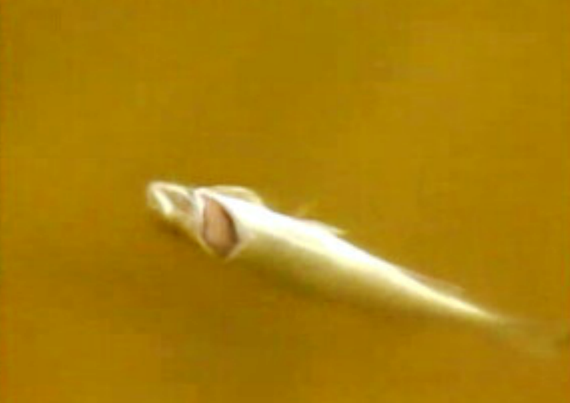 Peixes mortos no rio Lizandro