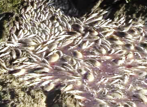 Poluição no rio Guadiana