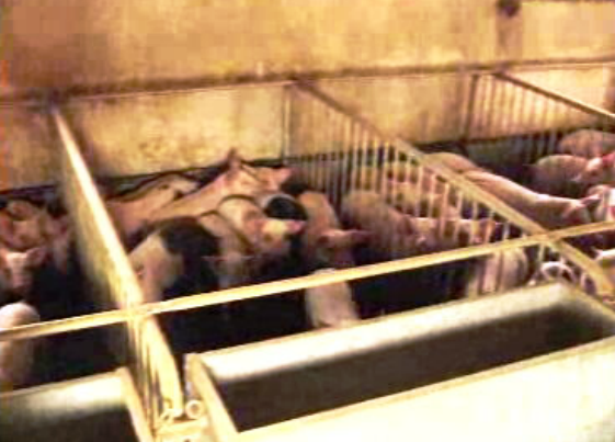 Modernização do setor da Suinicultura