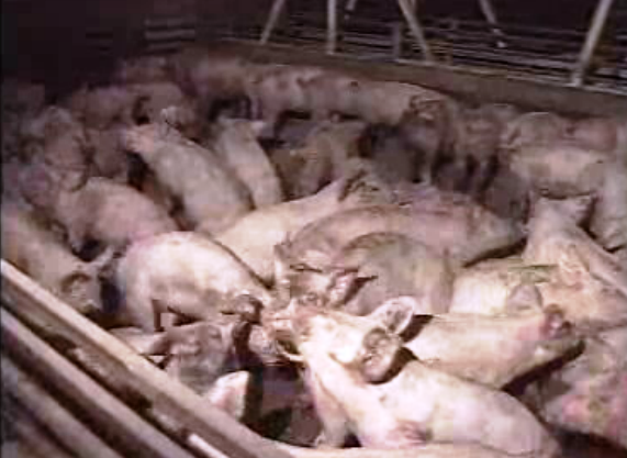 Crise no setor da suinicultura