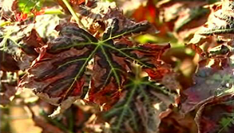 Quinta do Barranco Longo e Quinta do Morgado da Torre