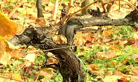 Quinta dos Carvalhais