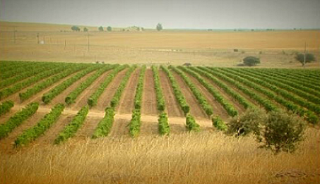 Herdade da Torre dos Frades