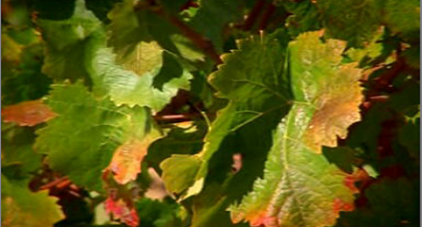 Herdade Cortes de Cima e Adega da Vidigueira