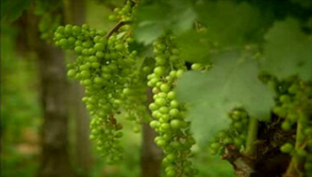 Casa Gourmet em Guimarães e empresa Miolo no Brasil