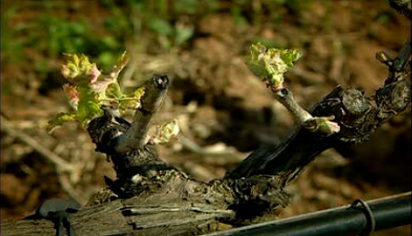 Herdade da Malhadinha Nova e Ervideira