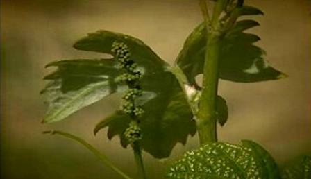 Palato Wine House e Quinta do Cruzeiro