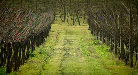 Quinta Vale do Armo