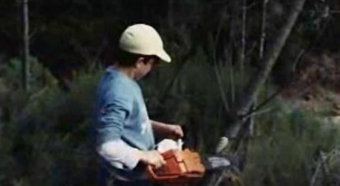 Abate de pinheiros de Natal