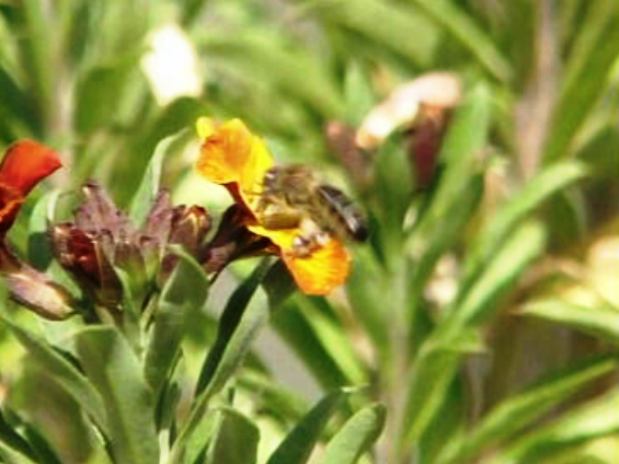 Chegada da Primavera