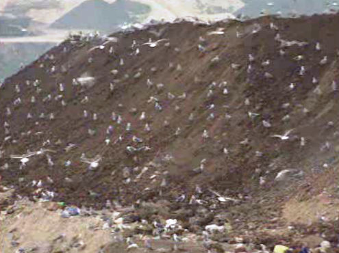 Resíduos tóxicos em Trajouce