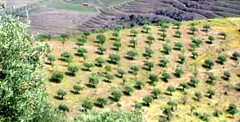 Os vinhos  e azeites da CARM