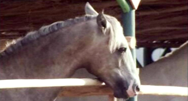 Lusitano