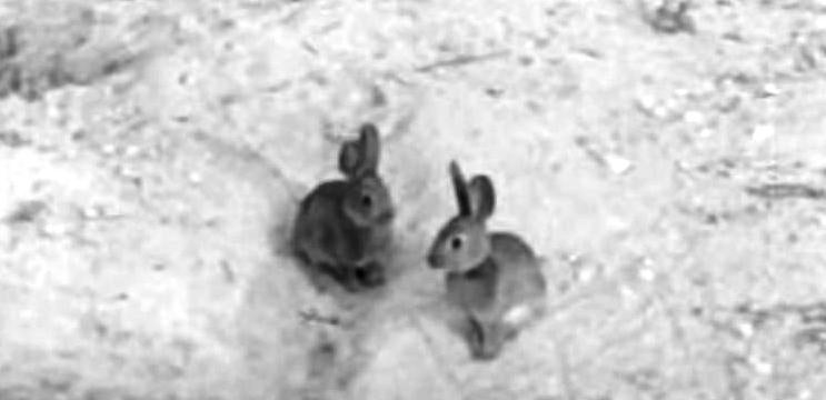 A Criação Artificial de Aves de Caça