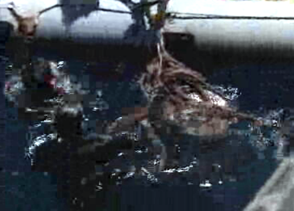 Apreensão de droga nos Açores