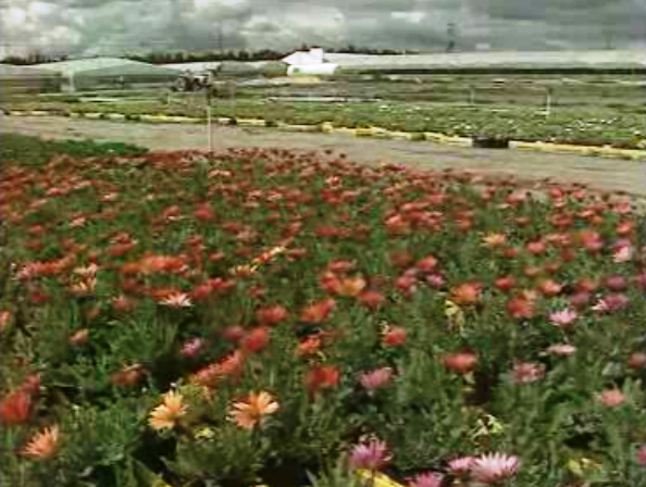 Floricultura comercial