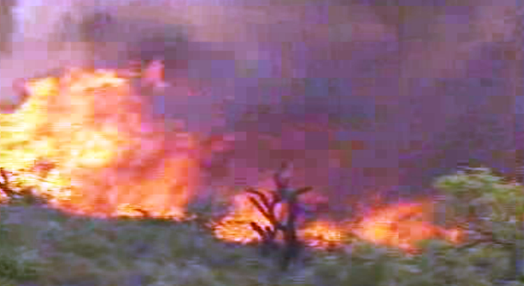Incêndio florestal em Aljezur