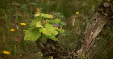 Herdade da Perescuma