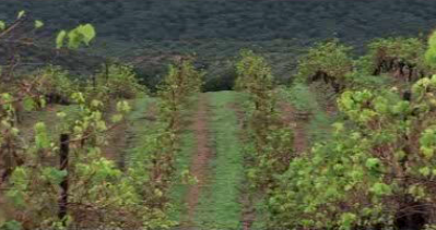 “Encontro com o Vinho e os Sabores” e  Herdade do Monte da Ribeira