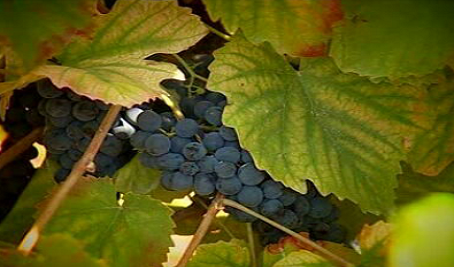 Quinta do Carneiro e Fangas Mercearia & Bar