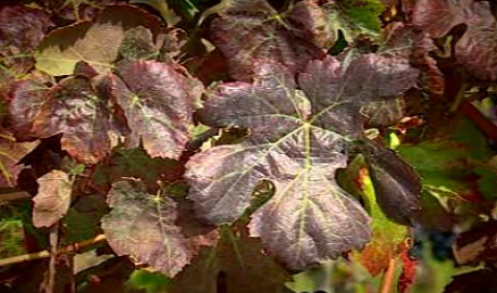 Quinta da Pedreira e Garcias Gourmet