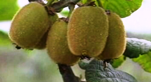 Plantação de kiwis em Valença do Minho