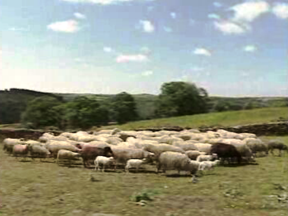 Febre de Malta em animais