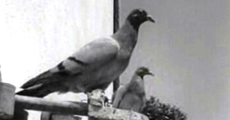 Caça ao Pombo Bravo