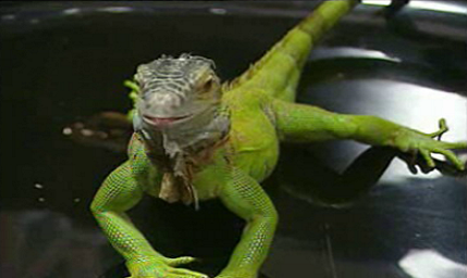 Terra Mãe – Episódio 13