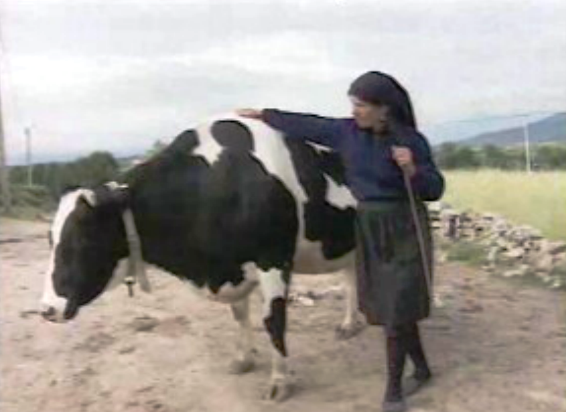 Suspeita de contaminação por BSE