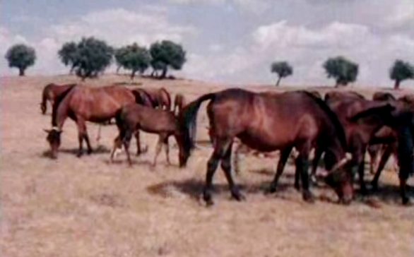 Coudelaria de Alter do Chão