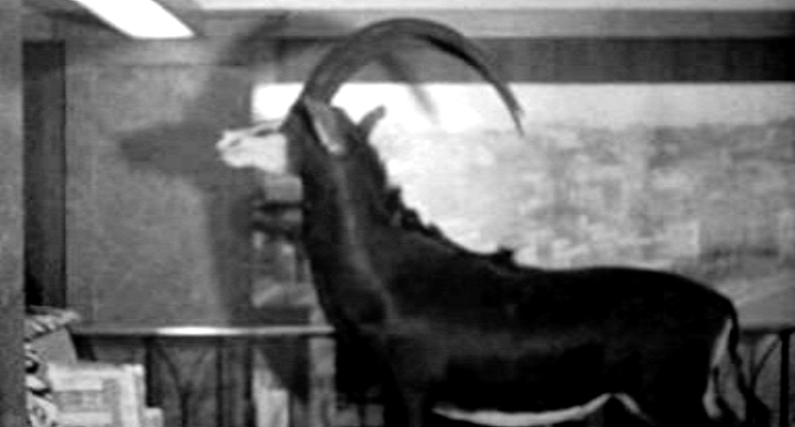 Exposição sobre o Parque da Gorongosa