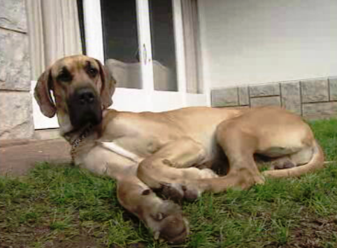 Custo dos animais domésticos