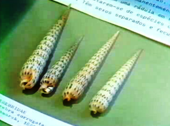 Exposição de conchas de Cabo Verde