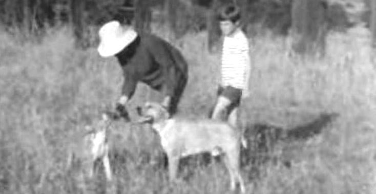 Criação de Cães Perdigueiros