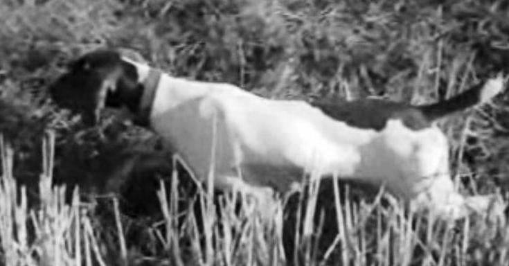 Caça com Cão de Parar