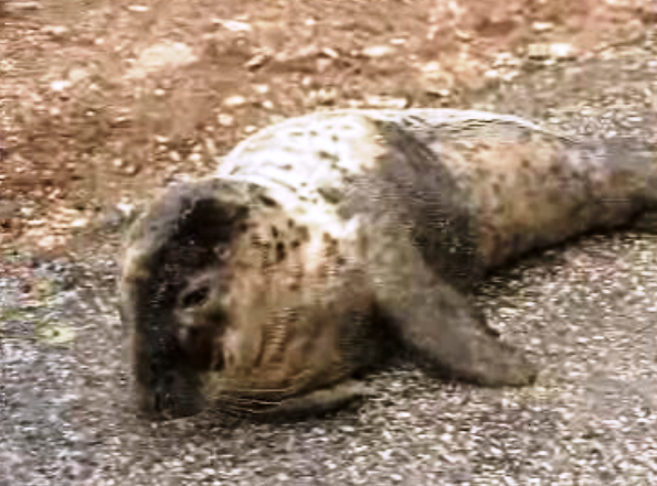 Foca bebé na praia de Santa Cruz
