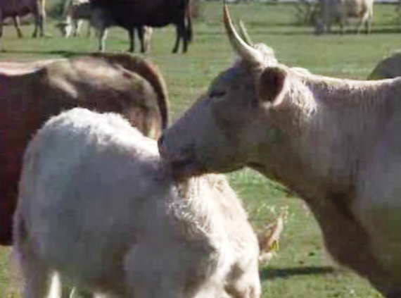 Veterinários sem pagamento