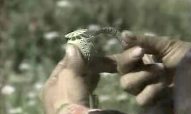 Droga – Uma Família sem Vícios